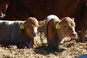 calf brothers