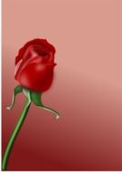 graphic red rose