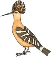 Hoopoe bird clipart