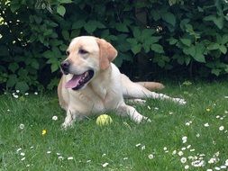 golden labrador dog lying on meadow