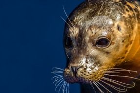 portrait of a cute wild seal