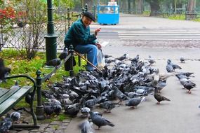elderly man and a flock of pigeons in a park in Krakow, Poland