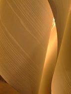 golden texture of beech