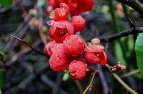 red small flowers with water drops on it