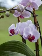 filigreed orchid flowers