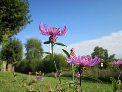 purple flowers among nature