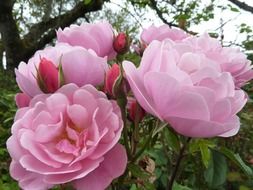 lush pink roses with buds on a bush close-up