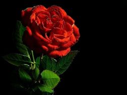 beautiful red rose flower love romance black background