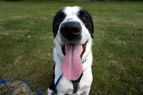 happy dog with protruding tongue