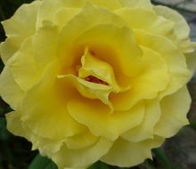 yellow rose on green background close up