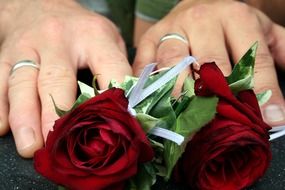 wedding roses and rings hands