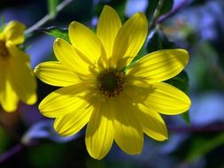 yellow chamomile grows in the garden among the leaves