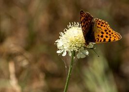 butterfly sitting on a flower in a natural setting