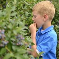 boy eating blueberry