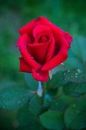 beautiful red rose bud