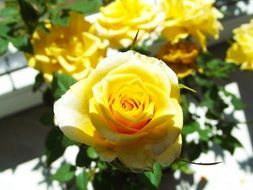 yellow rose bush in the garden