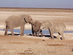 elephant family at a watering place in the wild