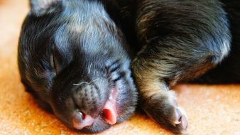 Sleeping puppy close-up