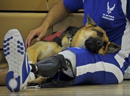 Relaxing dog on a man