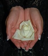 the white rose in his hands