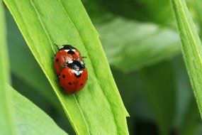 pair of ladybugs on a green leaf