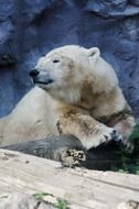 polar bear in captivity