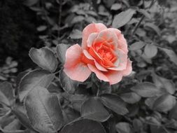 rose flower on the dark gray background
