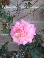 pink rose on a bush near the wall