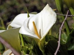 calla flower on a blurred background close-up
