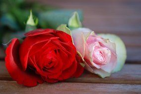 red and pink roses close up