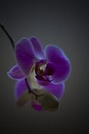 orchid flower on the gray background