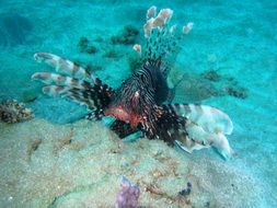 Lionfish Zebra Fish in the Ocean