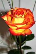 rose like a flame