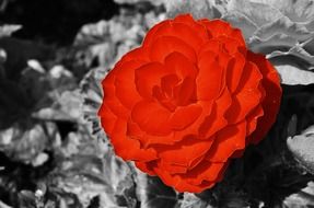elegant red rose