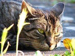 gray cat resting on the ground