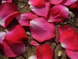 petals of a bright red rose on the ground close up