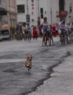 little dog running along street