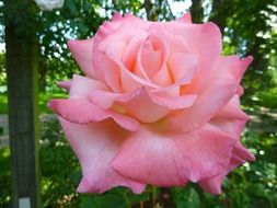 lush garden rose