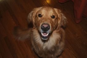 Portrait of Golden Labrador