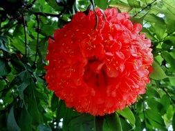 strikingly beautiful chrysanths big red flower