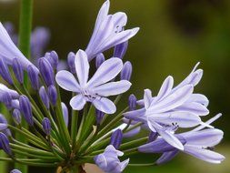 Agapanthus is a type of blue lily