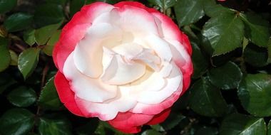 pale rose with red border