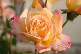 magnificent rose nature
