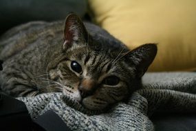 gray cat lies on the blanket