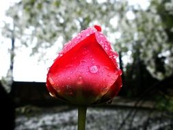 Tulip on a stalk in raindrops