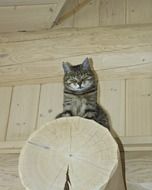 Portrait of the tabby cat