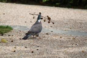 Pigeon is holding the branch