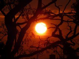 sunset on the background of the tree branches