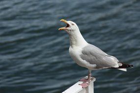 angry grey bird and ocean