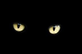 yellow eyes of black cat in darkness